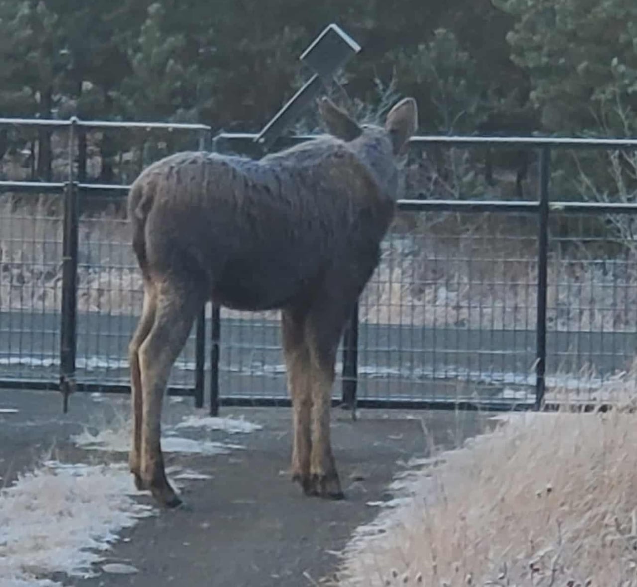 Moose standing beside a fence in a forested environment.