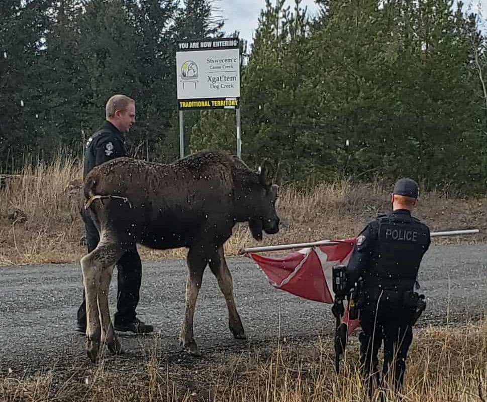Two men stand near a moose.