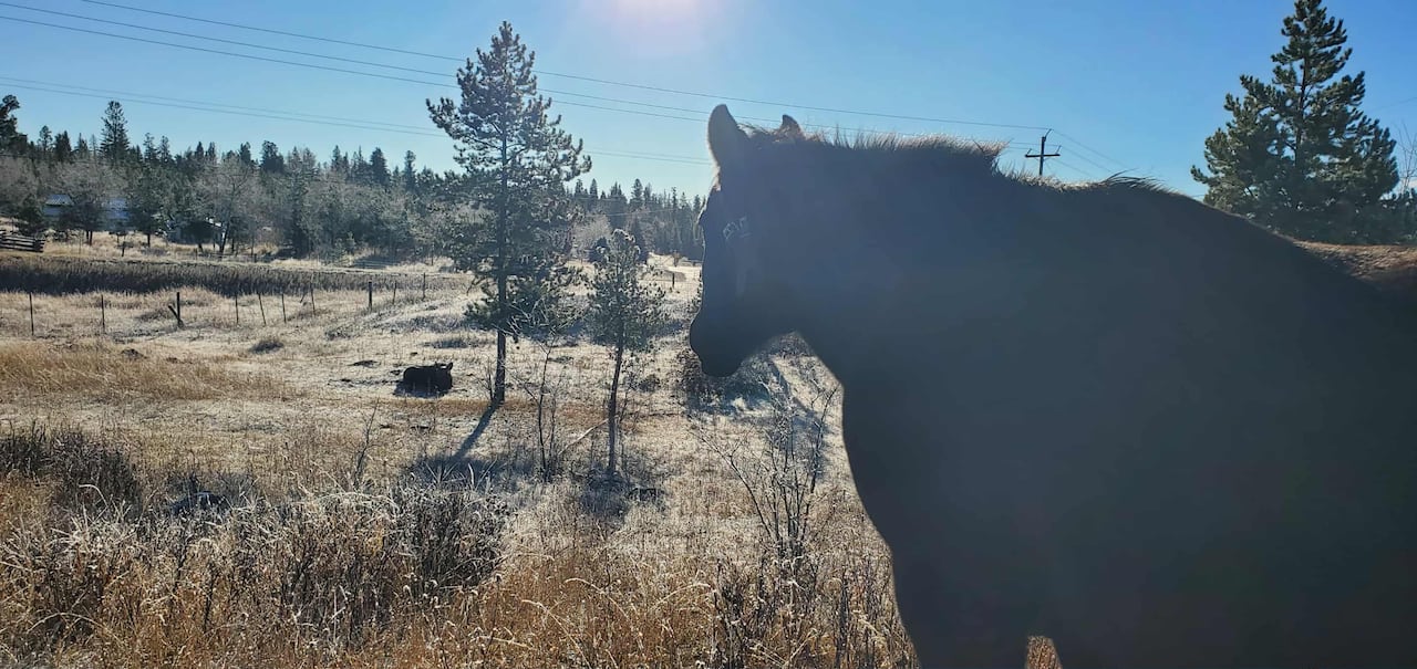 A horse watches a moose have a nap.