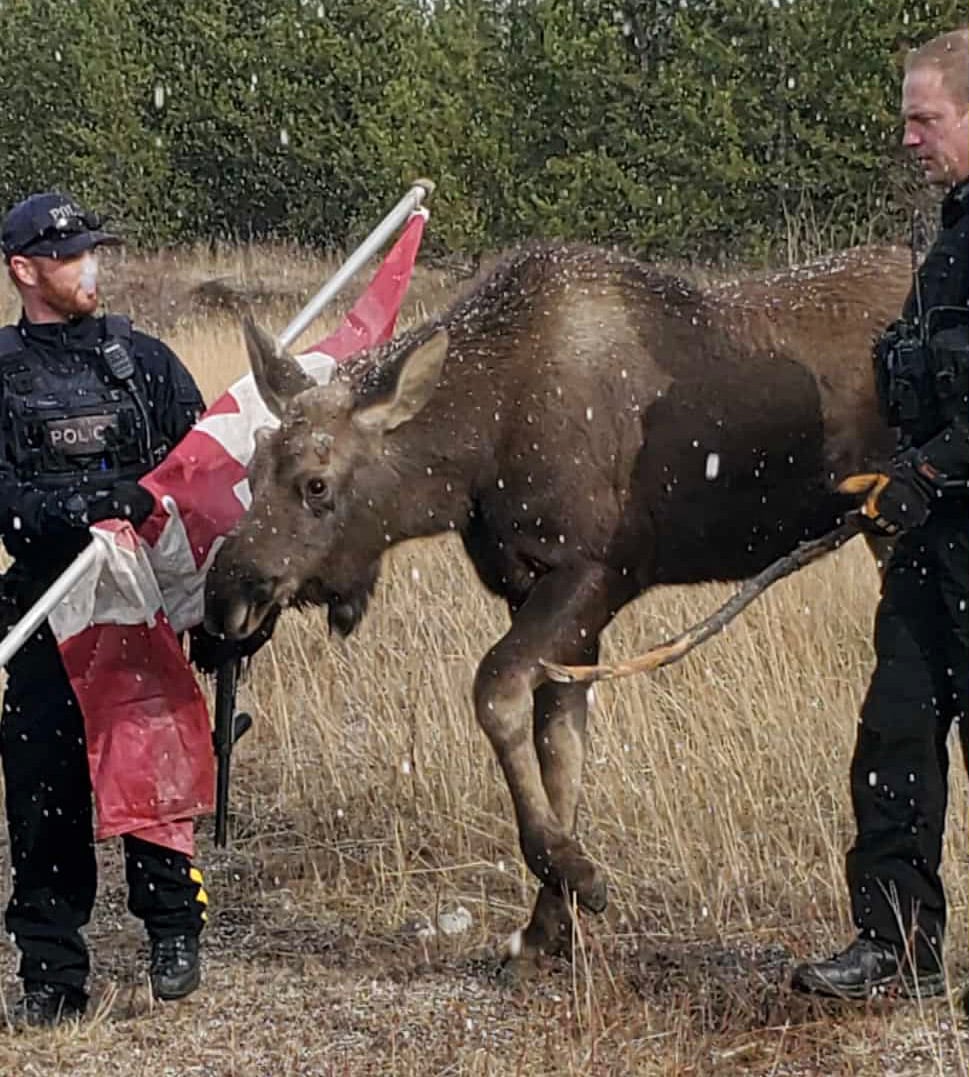 An RCMP officer and a conservation officer hold a Canadian flag and guide a moose.