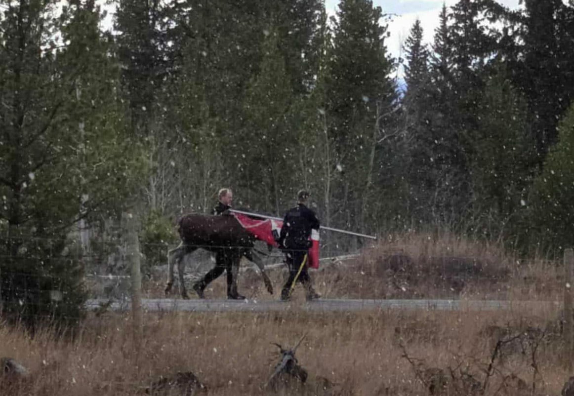 Two uniformed men walking alongside a moose.