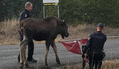 Moose set loose in B.C. Interior with the help of a Canadian flag