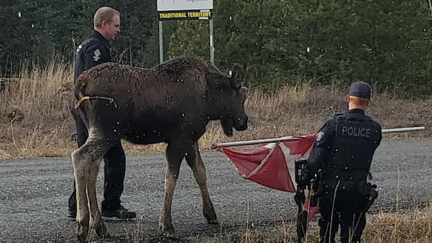 Moose set loose in B.C. Interior with the help of a Canadian flag