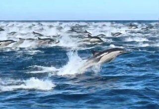 Domenic Biagini/Gone Whale Watching San Diego via Storyful A mega-pod of dolphins