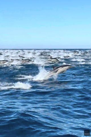 Domenic Biagini/Gone Whale Watching San Diego via Storyful A mega-pod of dolphins