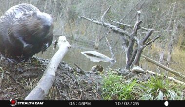 Woman Sees Beaver Eyeing Her Trail Camera — Then Everything Goes Black