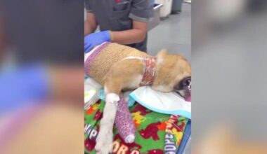 Dogs burned, mutilated, stuffed in trash bags Los Angeles, animal rescuers say