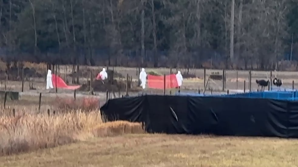 Four workers in white hazmat suits approach ostriches on a farm.