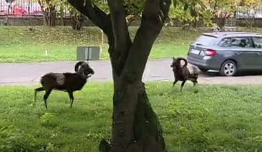 Hospital Visitor Witnesses A Wild Showdown Right Outside Building