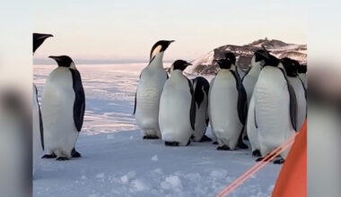 Penguins Crash Air Force Training in Antarctica — And The Video Is Adorable