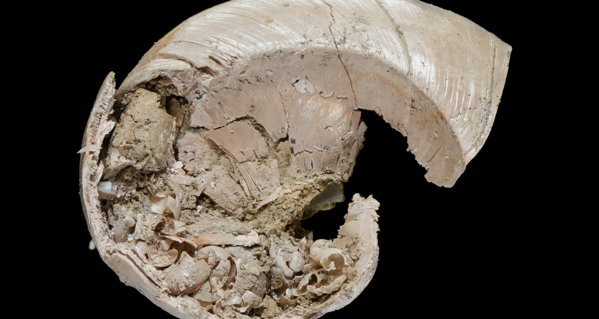 Fossil of a baby sea snail inside a mother's shell discovered