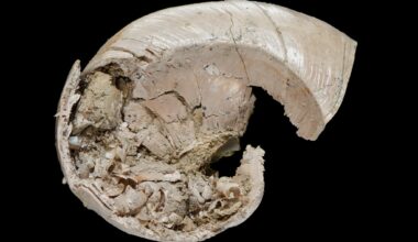 Fossil of a baby sea snail inside a mother's shell discovered