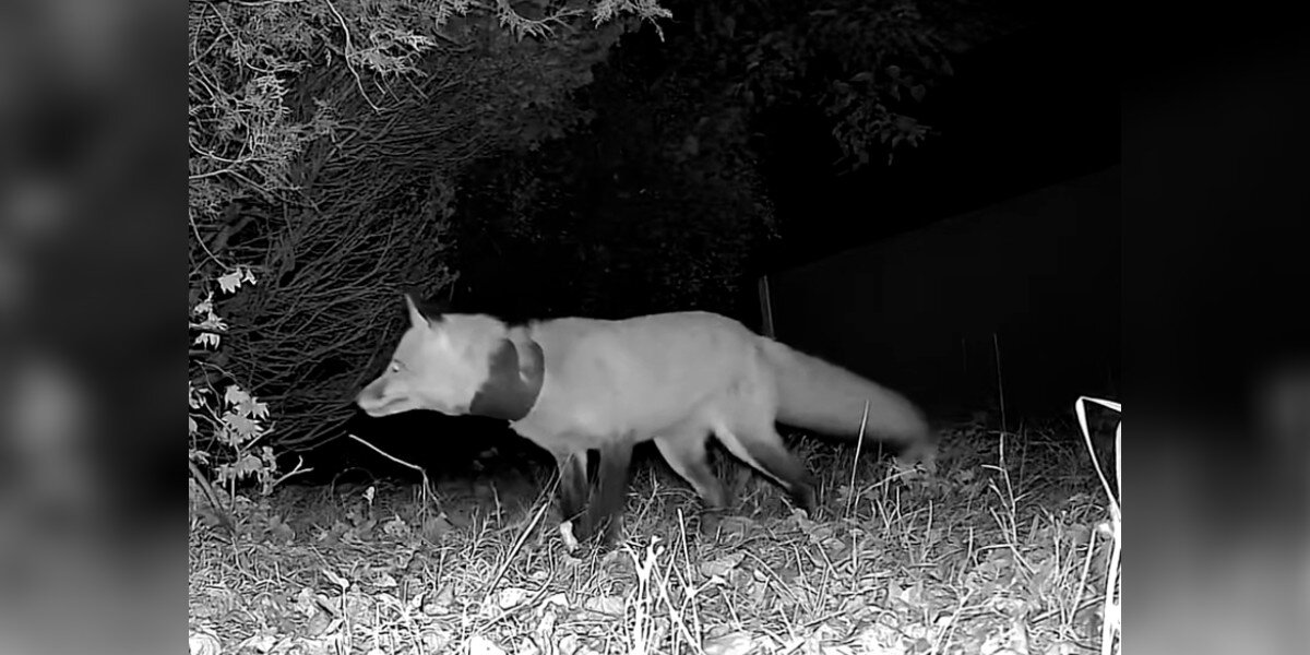 Woman Sees Fox With Something Around His Neck — Then Realizes He's In Danger