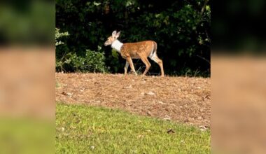 Community Refuses To Give Up On Fawn Lugging Around A PVC Pipe
