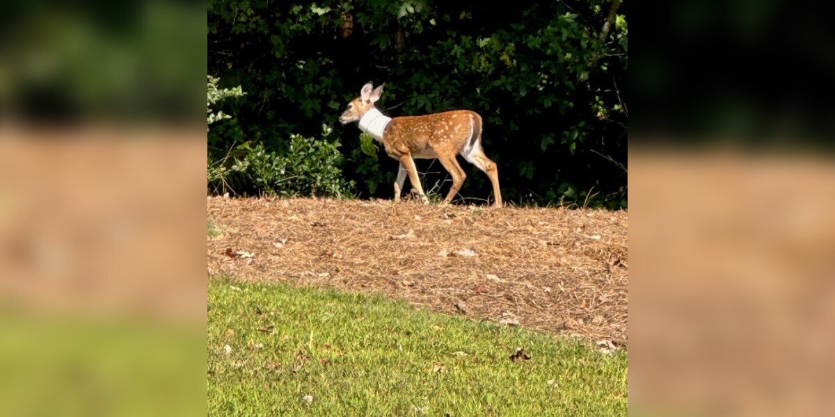 Community Refuses To Give Up On Fawn Lugging Around A PVC Pipe