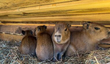 Capybara quintuplets born at Long Island Game Farm