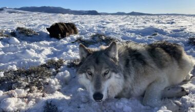 As third wolf reintroduction approaches, ranchers fear CPW unprepared to deal with worst