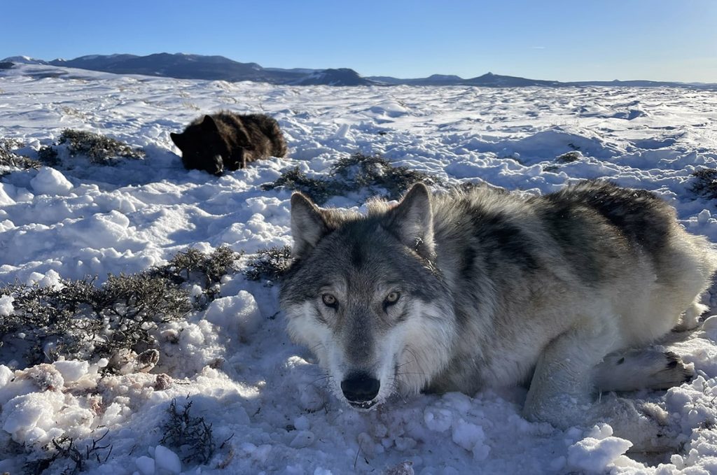 As third wolf reintroduction approaches, ranchers fear CPW unprepared to deal with worst