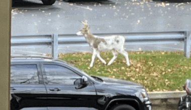 Piebald deer spotted at Berks County apartment complex