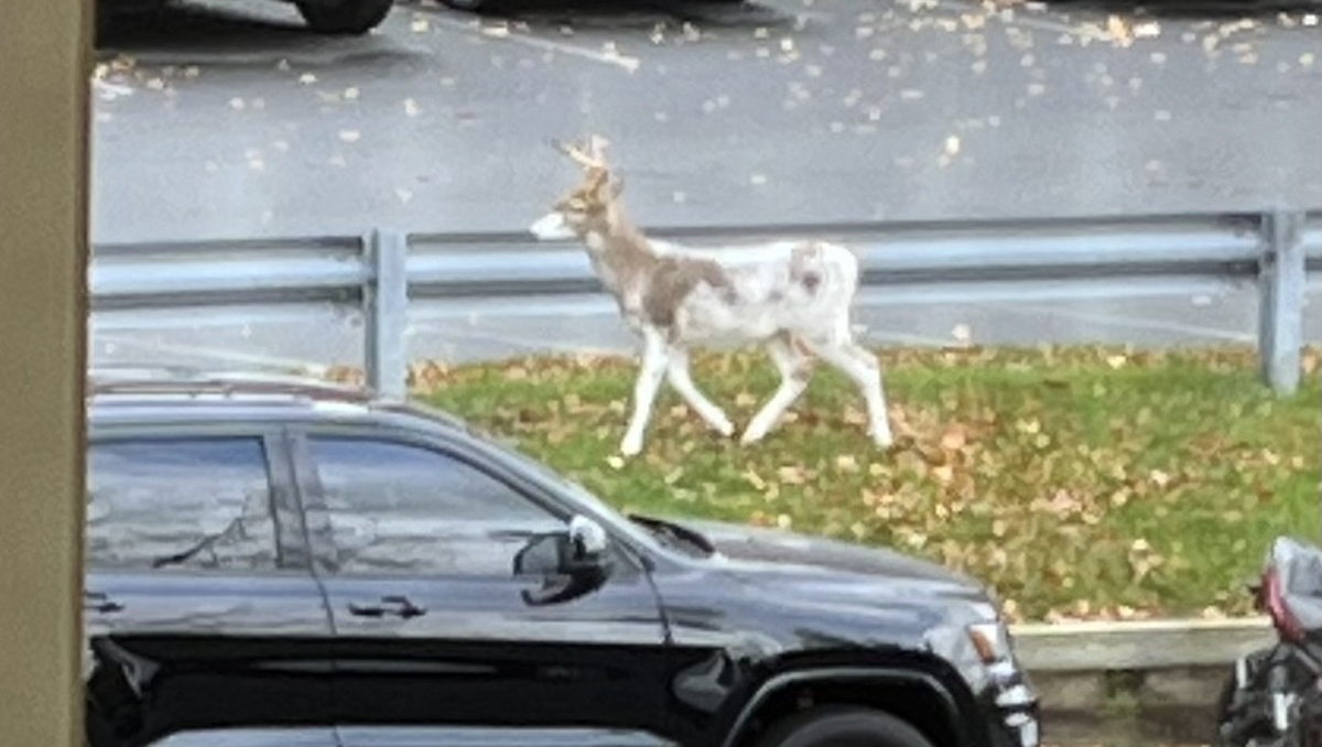 Piebald deer spotted at Berks County apartment complex