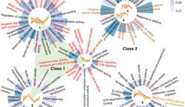 NAD⁺ restores memory in Alzheimer's disease models by correcting RNA errors