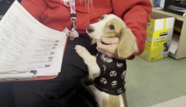 Weiner dog adoption surge at Jacksonville ACPS fueled by local TikTok creator