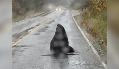 Police Chief Laughs Off Report Of Giant Animal Roadblock — Then Sees It For Himself