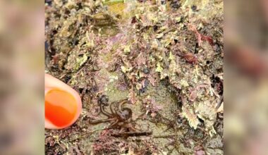 Tour Guide Picks Up Beach Rock And 'Little Brown Blob' Crawls Onto Her Hand