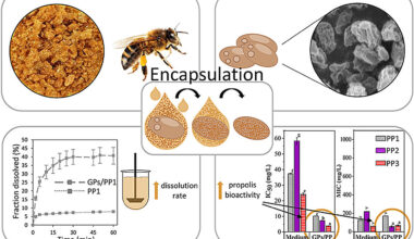 Baker's yeast carrier makes bee propolis a more potent medicine, study finds