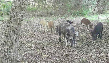 Are feral pigs coming to a neighborhood near you? Texas A&M expert weighs potential causes