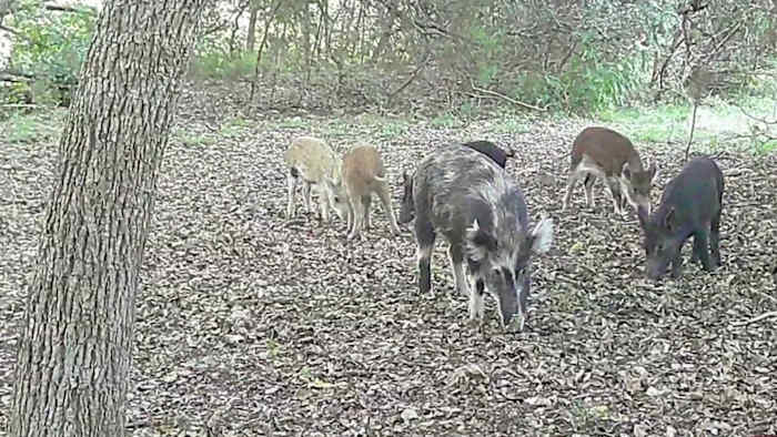 Are feral pigs coming to a neighborhood near you? Texas A&M expert weighs potential causes