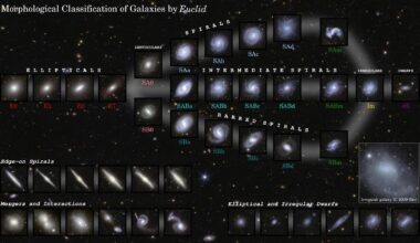 Euclid's first data release sheds light on galaxy evolution