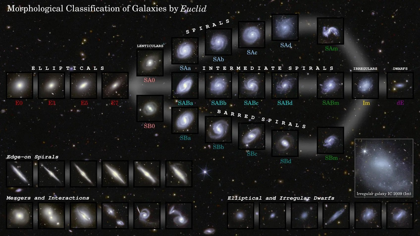 Euclid's first data release sheds light on galaxy evolution