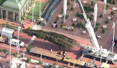 Tallest live Christmas tree in Texas installed in Fort Worth