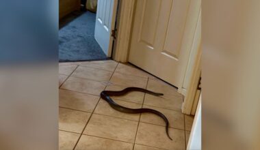 Woman Slams Bathroom Door When She Sees Deadly Animal Blocking Her Exit