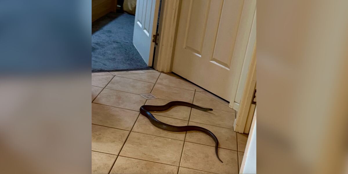 Woman Slams Bathroom Door When She Sees Deadly Animal Blocking Her Exit