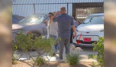 Stray Dog Follows Customers Around Car Dealership, Hoping To Find A Family