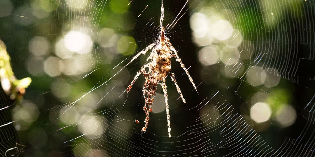 Scientists Discover Tiny Spiders Who Build Big 'Decoys' For This Clever Reason
