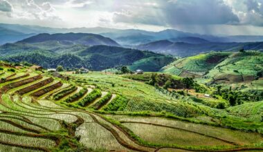 Higher CO₂ levels are making our food more calorific and less nutritious