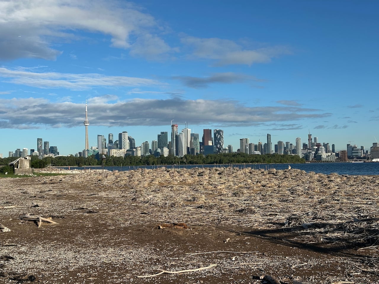 Many bird nests in a park, with the Toronto skyline in the background.