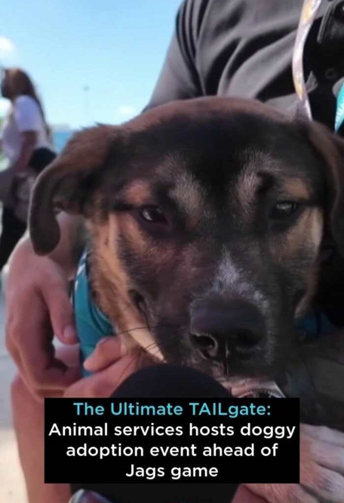 Jax animal services hosts pet adoption ahead of Jags game