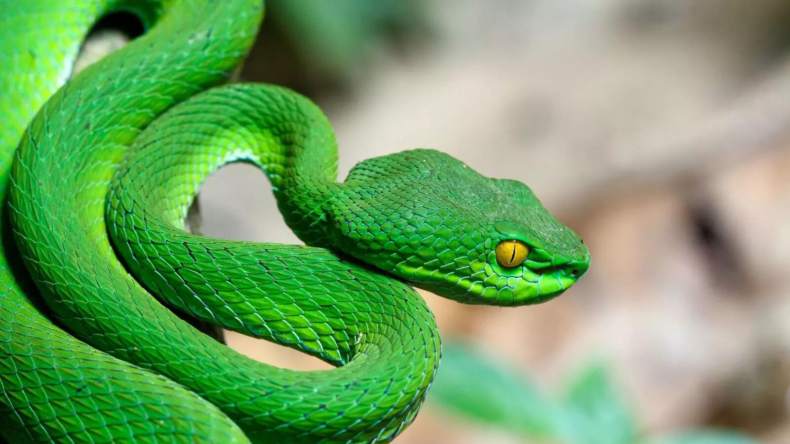 10 snakes with the biggest and most hypnotising eyes in the world