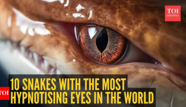 10 snakes with the biggest and most hypnotising eyes in the world