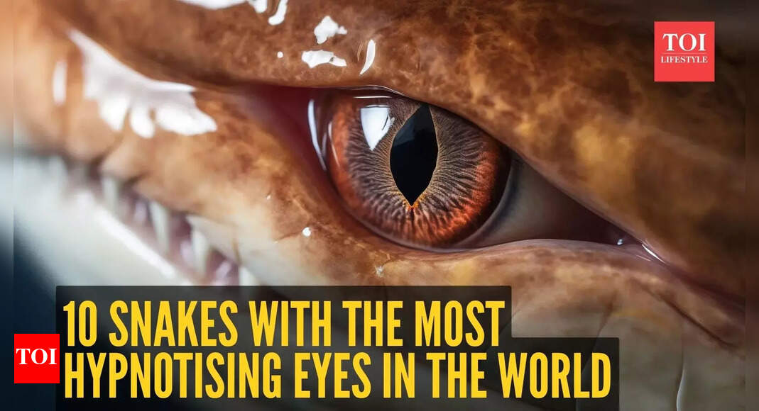10 snakes with the biggest and most hypnotising eyes in the world
