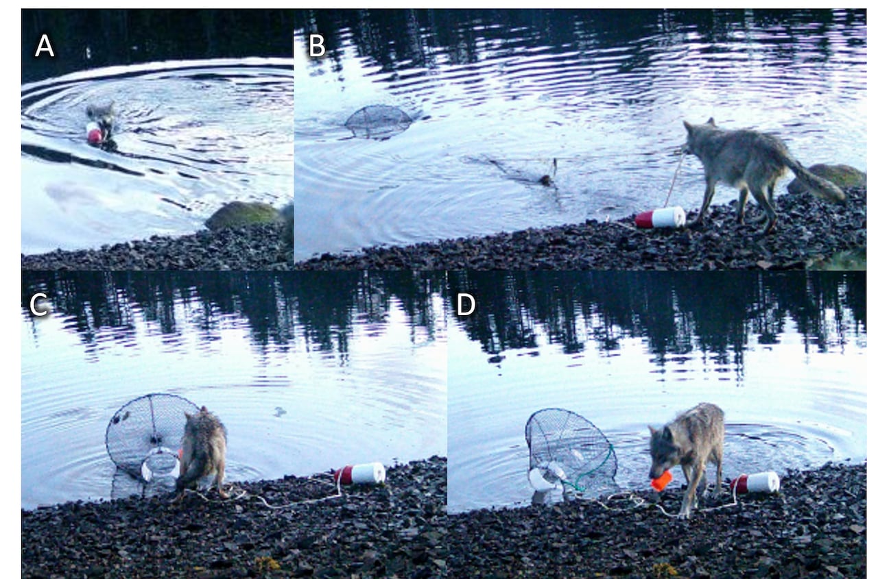 A wolf is seen pulling up a crab trap from a body of water.