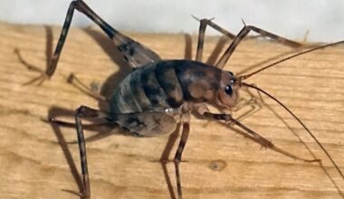 Welcome to camel cricket season. What to know about the jumpy creatures in the basement.