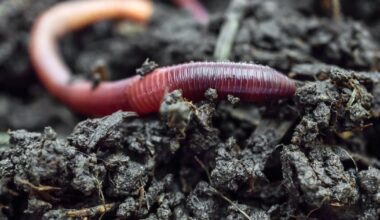 How to make compost through a long Alaska winter