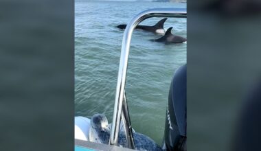 Video shows seal escape pod of killer whales by jumping onto boat