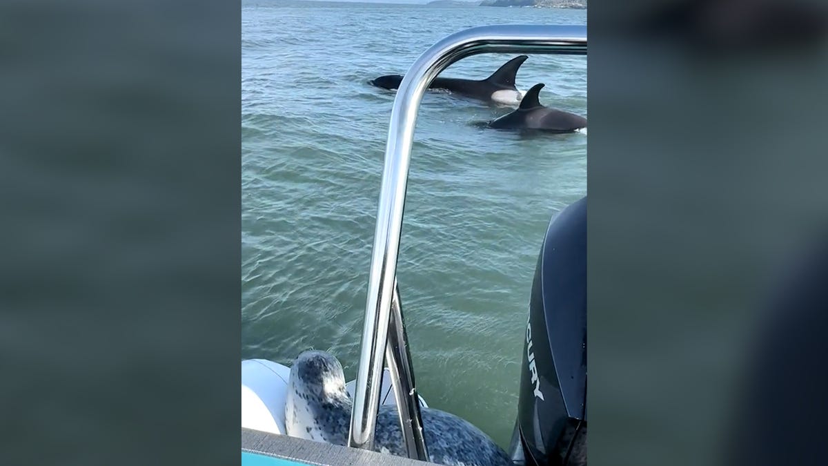 Video shows seal escape pod of killer whales by jumping onto boat