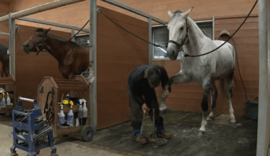 NTX horse events stalled by deadly virus outbreak
